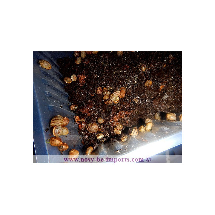 Helix aspersa - Escargots vivants pour reptiles