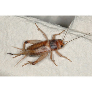 Gryllus domesticus - grillon domestique - grillons pour reptiles - grillons Bordeaux