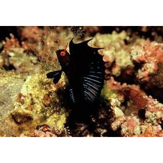 Emblemaria hypacanthus