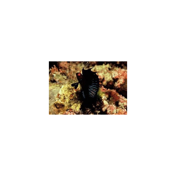 Emblemaria hypacanthus