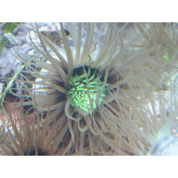 Cerianthus filiformis