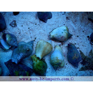 Strombus turturella