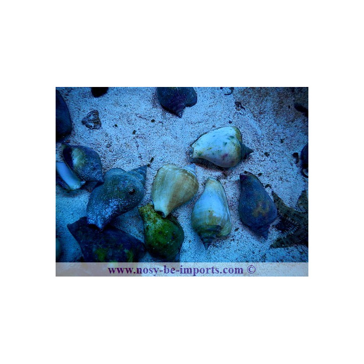 Strombus turturella