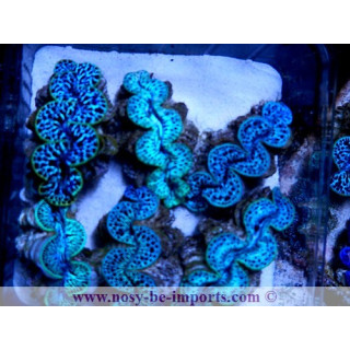Tridacna maxima Iles Cook