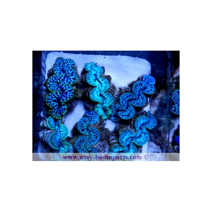 Tridacna maxima Iles Cook