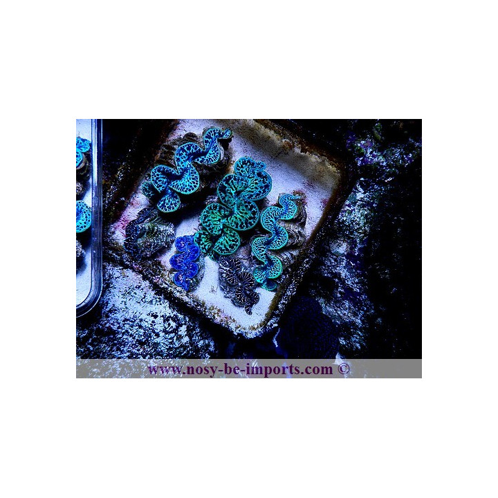 Tridacna maxima Iles Cook