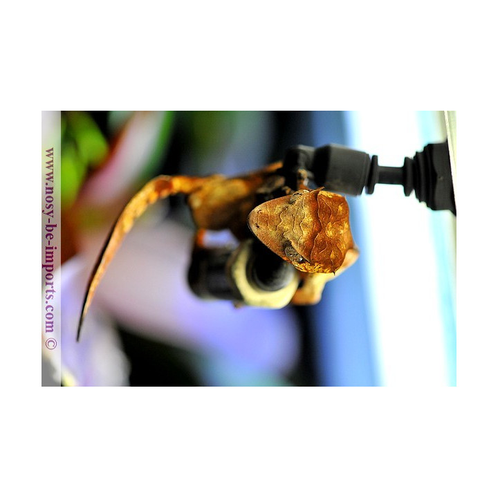 Uroplatus - Uroplatus phantasticus - leaf tail Gecko - Uroplate