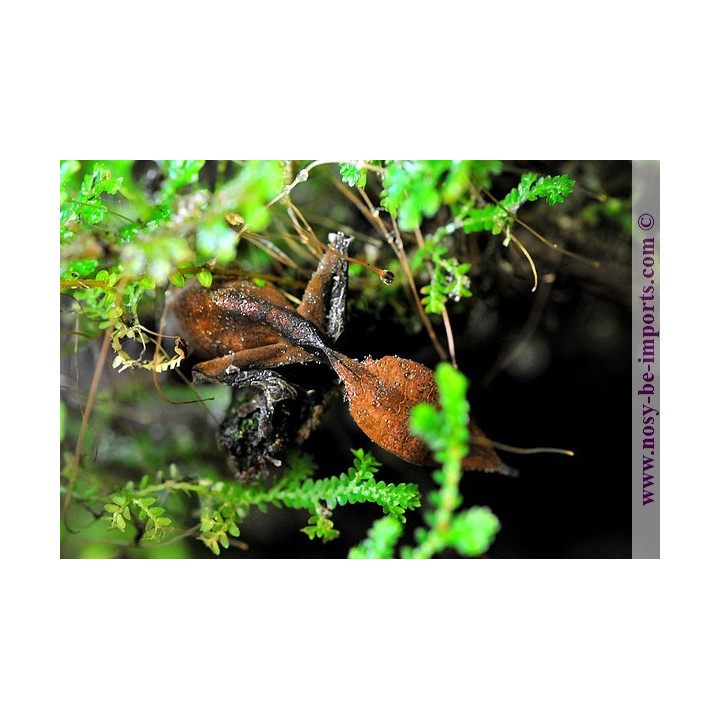 Uroplatus - Uroplatus phantasticus - leaf tail Gecko - Uroplate