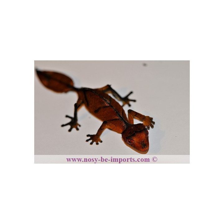 Uroplatus - Uroplatus phantasticus - leaf tail Gecko - Uroplate