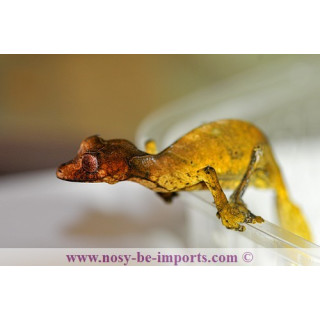 Uroplatus - Uroplatus phantasticus - leaf tail Gecko - Uroplate