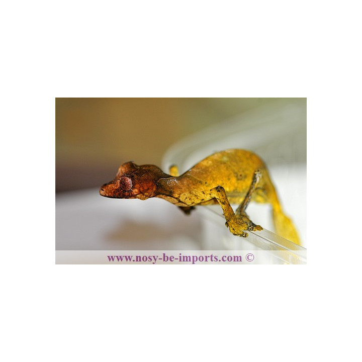 Uroplatus - Uroplatus phantasticus - leaf tail Gecko - Uroplate