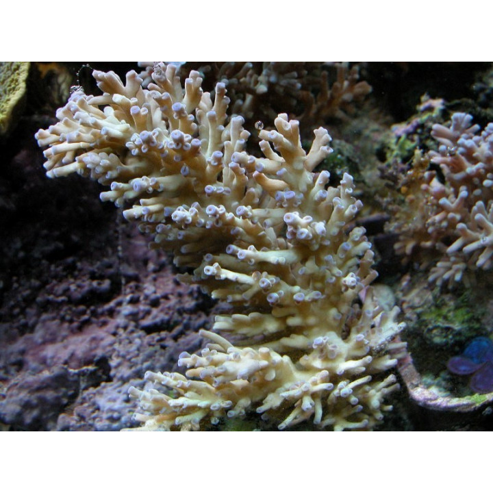 Acropora echinata