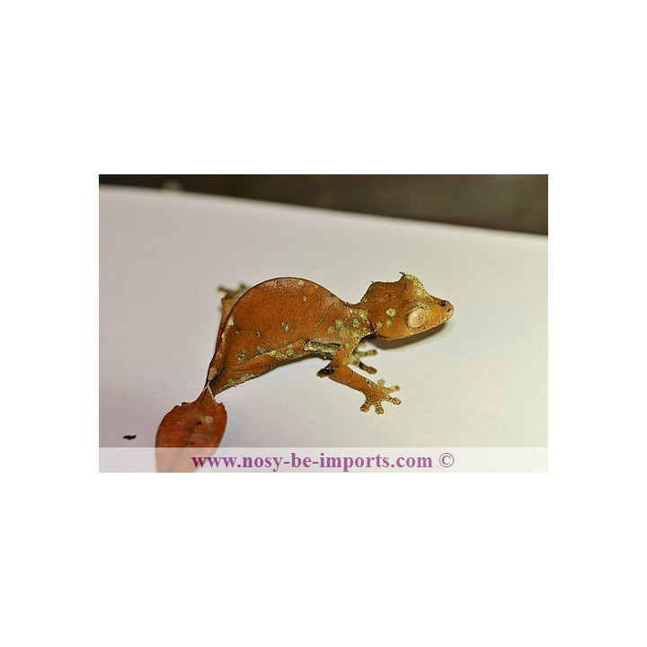 Uroplatus - Uroplatus phantasticus - leaf tail Gecko - Uroplate