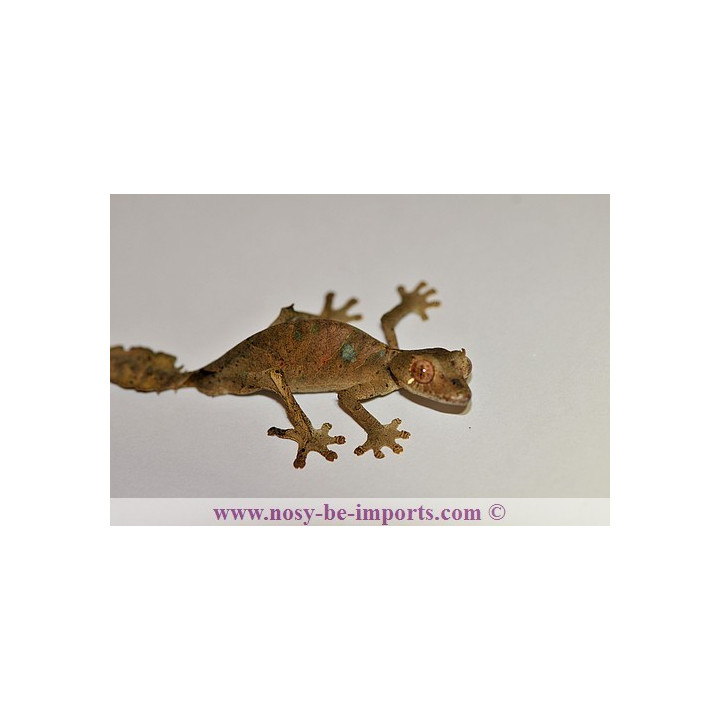 Uroplatus - Uroplatus phantasticus - leaf tail Gecko - Uroplate