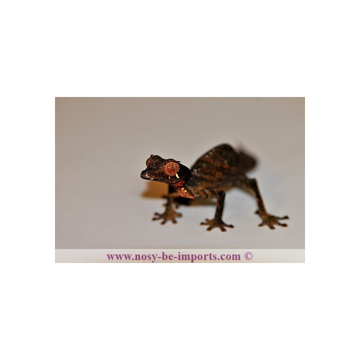 Uroplatus - Uroplatus phantasticus - leaf tail Gecko - Uroplate