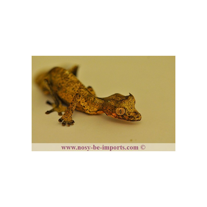 Uroplatus - Uroplatus phantasticus - leaf tail Gecko - Uroplate