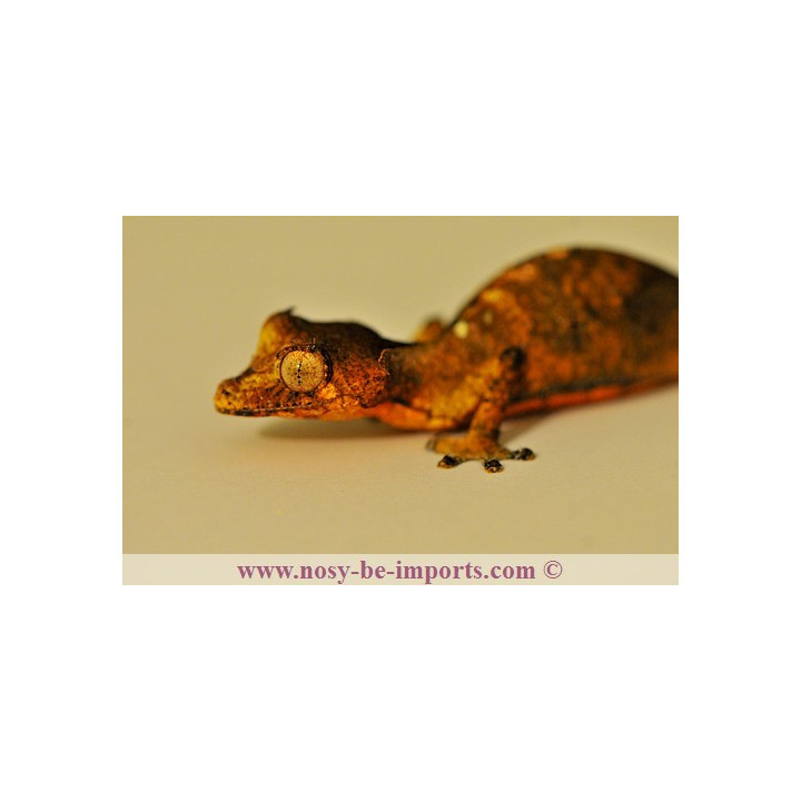 Uroplatus - Uroplatus phantasticus - leaf tail Gecko - Uroplate