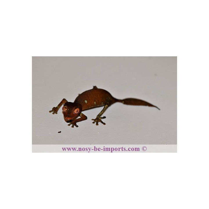 Uroplatus - Uroplatus phantasticus - leaf tail Gecko - Uroplate