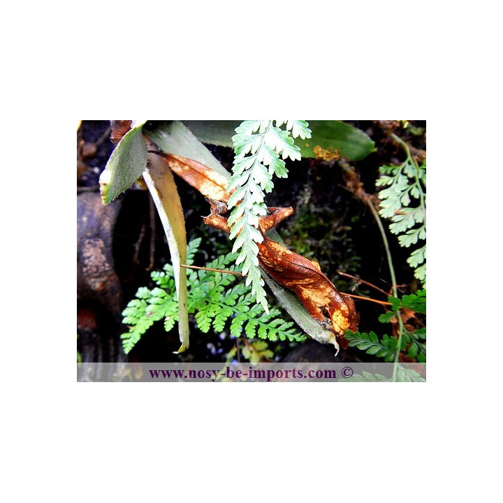 Uroplatus - Uroplatus phantasticus - leaf tail Gecko - Uroplate