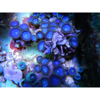 Zoanthus sp. bleus