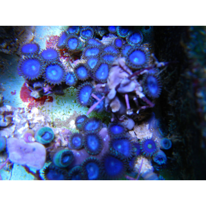 Zoanthus sp. bleus