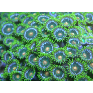 Zoanthus sp. argent et vert