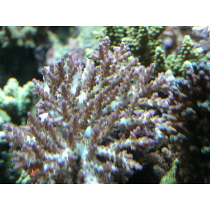 Acropora desalwii - Coraux VPC - aquarium sur mesure
