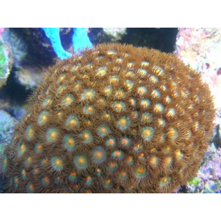 Zoanthus sp. argent et orange