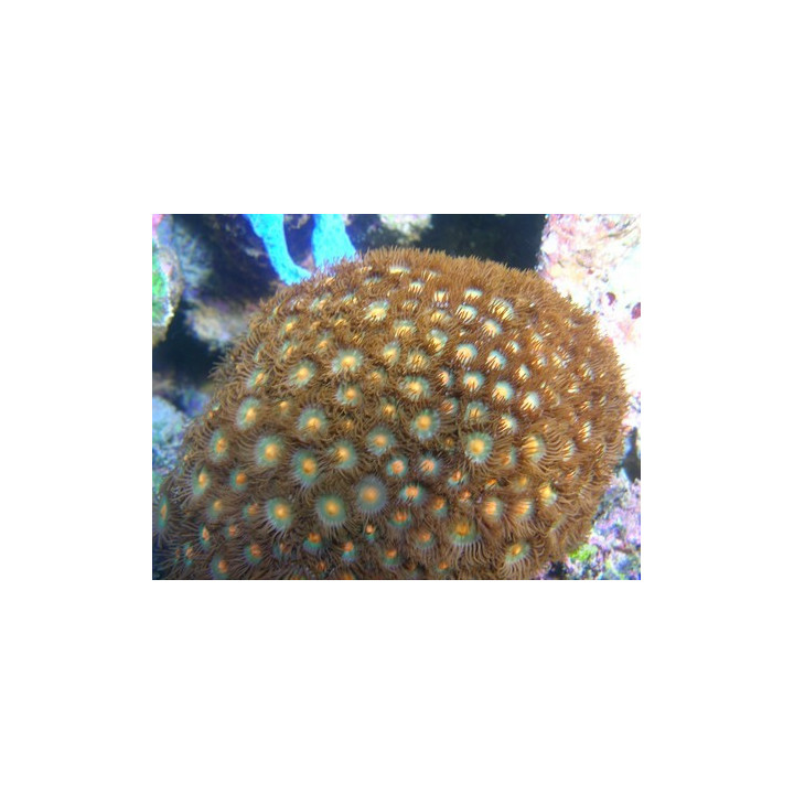 Zoanthus sp. argent et orange