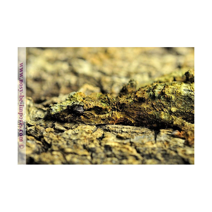 Uroplatus pietschmanni