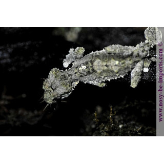 Uroplatus pietschmanni