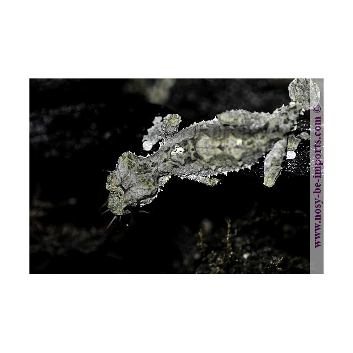 Uroplatus pietschmanni