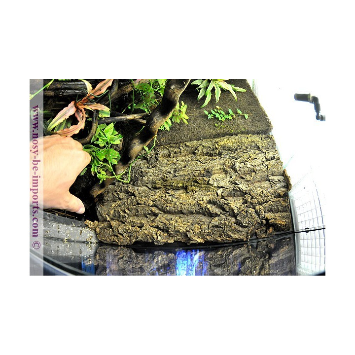 Uroplatus pietschmanni