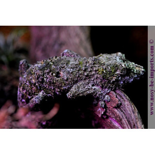 Uroplatus sikorae - Uroplatus lichen