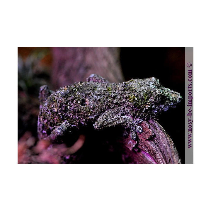 Uroplatus sikorae - Uroplatus lichen