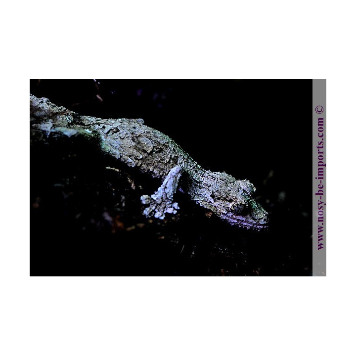 Uroplatus sikorae - Uroplatus lichen