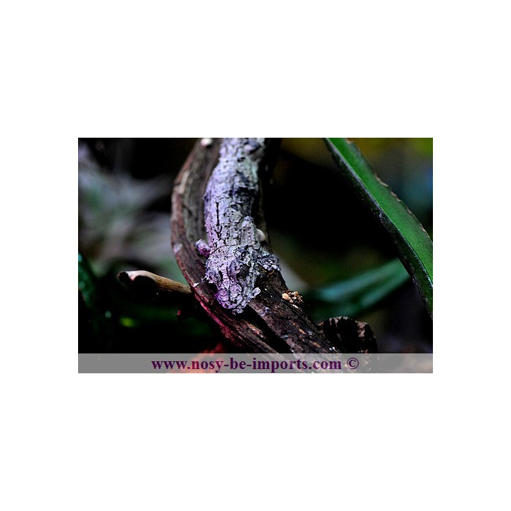 Uroplatus sikorae - Uroplatus lichen