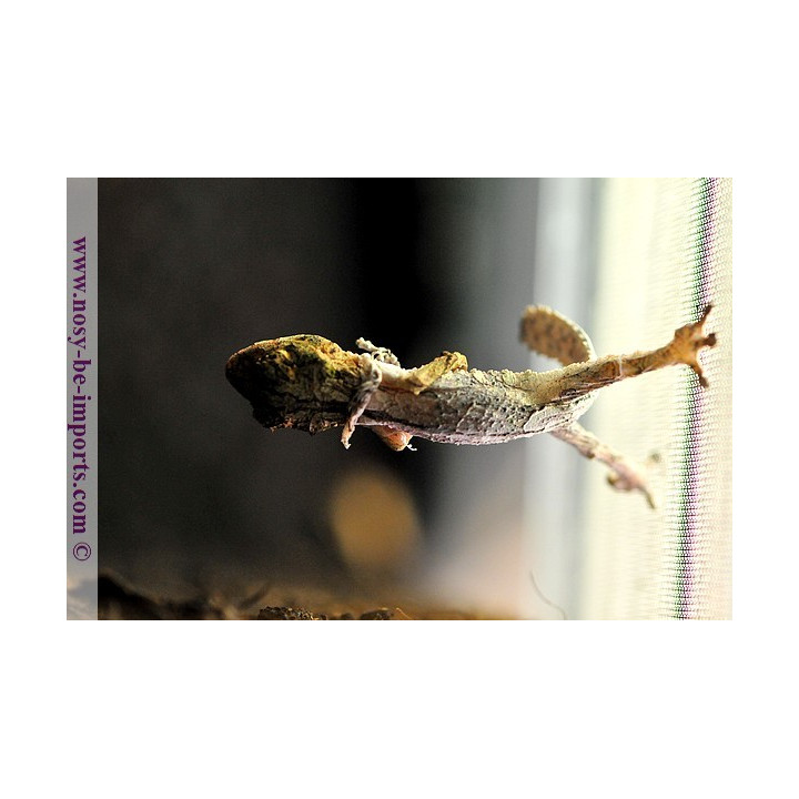 Uroplatus sikorae - Uroplatus lichen