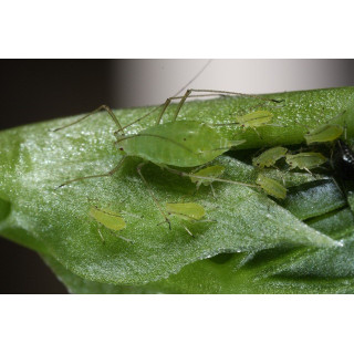 Pucerons de pois - Acyrthosiphon pisum - nourriture amphibiens - nourriture reptile