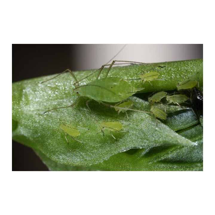 Pucerons de pois - Acyrthosiphon pisum - nourriture amphibiens - nourriture reptile
