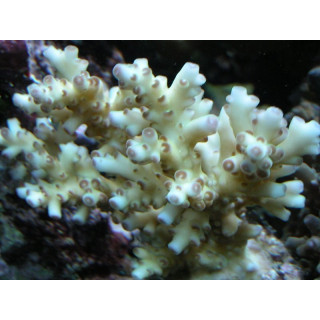 Acropora loripes - Coraux VPC - aquarium sur mesure