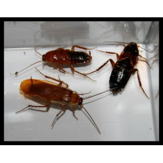 Red Runner - Blattica lateralis - Shellfordela tartara