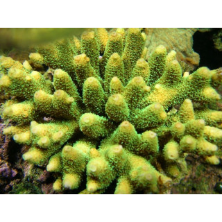 Acropora millepora