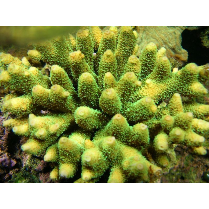 Acropora millepora
