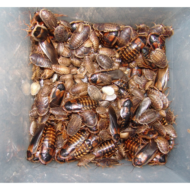 Blaptica dubia - Blattes dubia