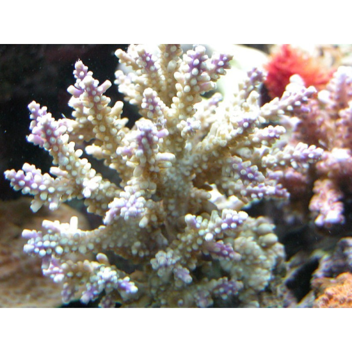 Acropora secale