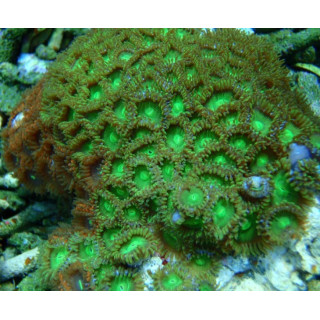 Zoanthus multicolores