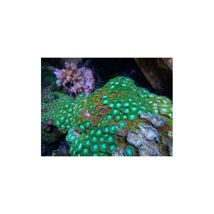 Zoanthus multicolores