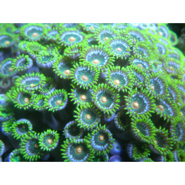 Zoanthus multicolores