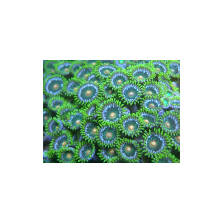 Zoanthus multicolores